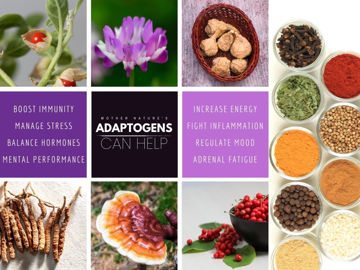 The Benefits of Adaptogens: What They Do and How to Use Them